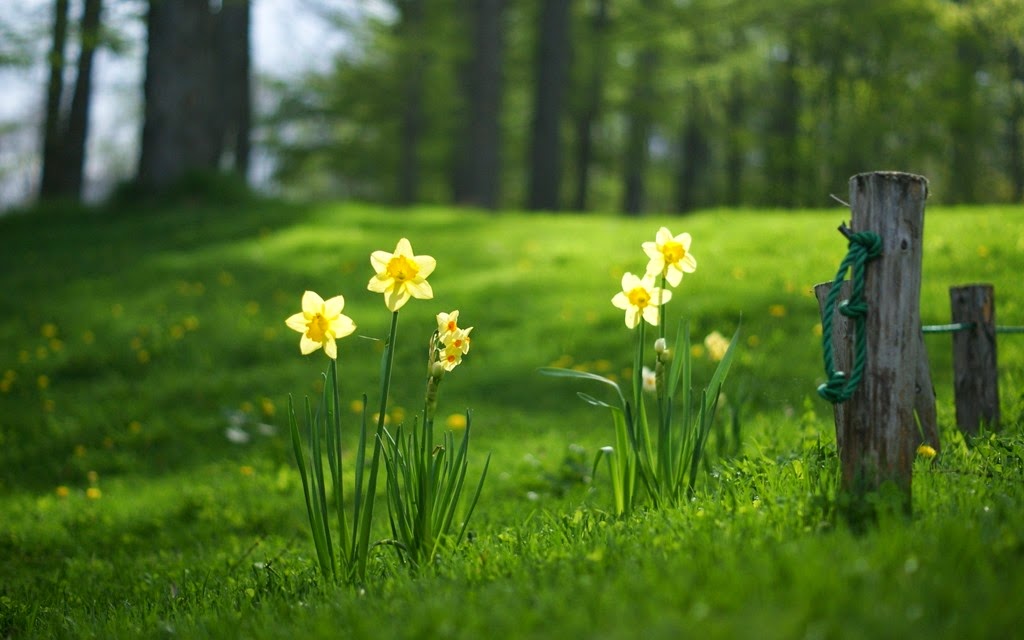 [6992318-grass-forest-flowers-yellow-daffodils%255B6%255D.jpg]