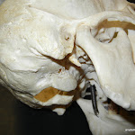 skull_styloid_process.JPG
