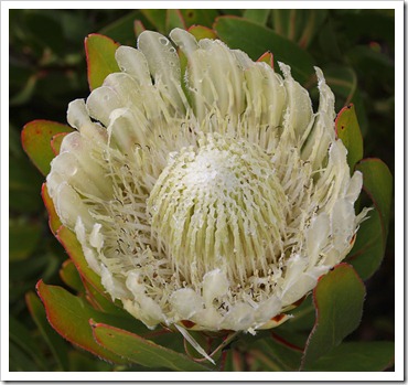 120211_UCSC_Arboretum_Protea-obtusifolia_01 120211_UCSC_Arboretum_Protea-obtusifolia_01