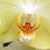 orchid 3.jpg