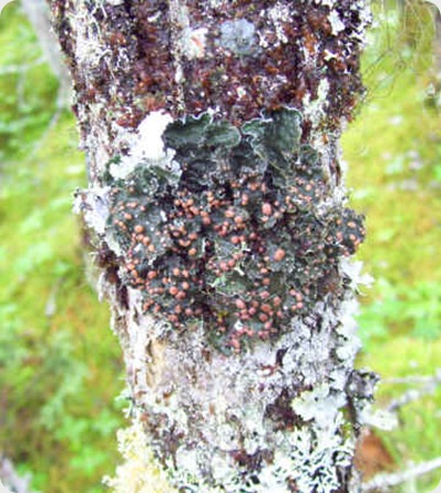 Erioderma_pedicellatum2