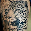 Leopard #3