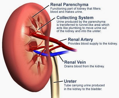 [kidney%2520Function%2520labeled%255B5%255D.jpg]