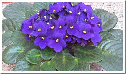 african violet