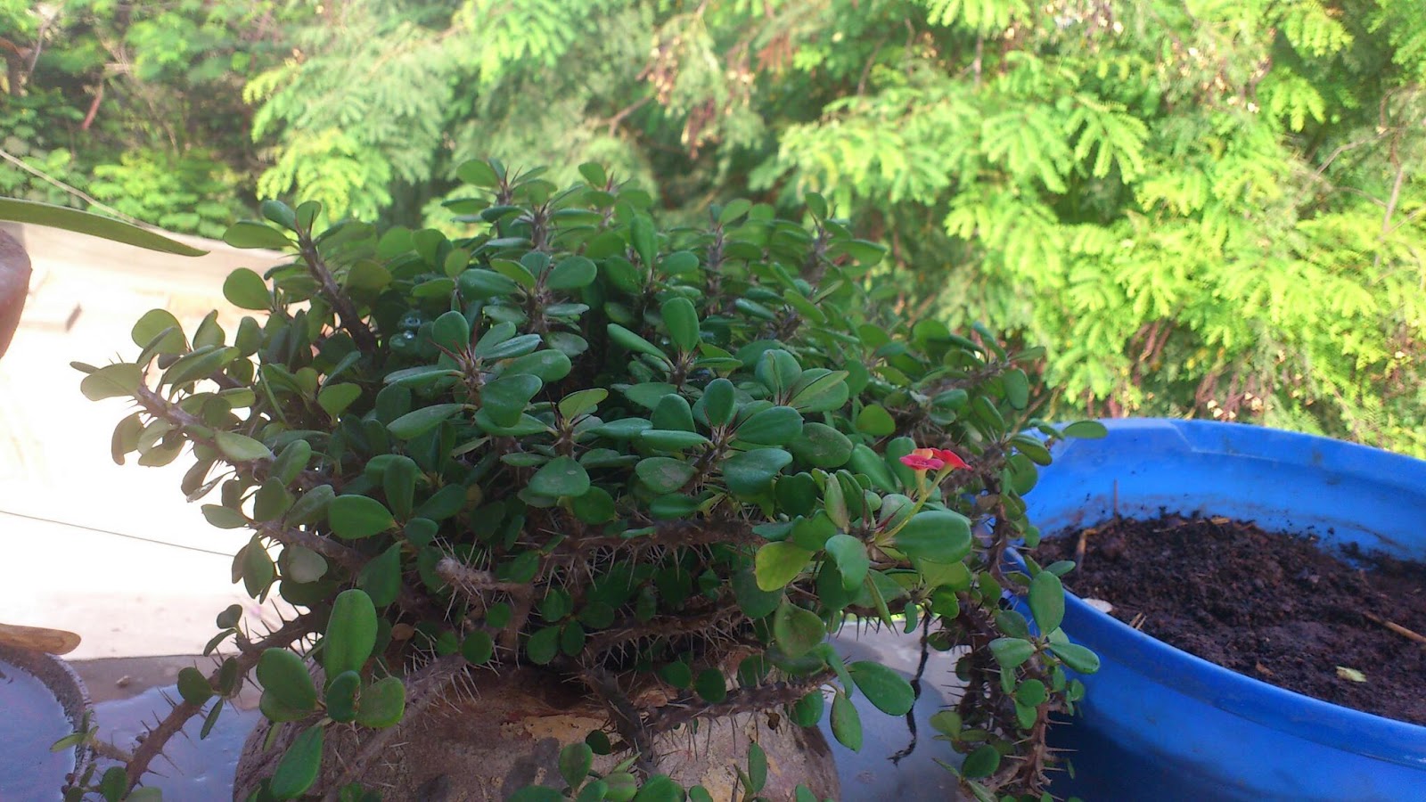 Growing vegetables, herbs and flowers in Mumbai. seedgerminator