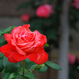 Qingdao - Rose
