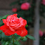 Qingdao - Rose