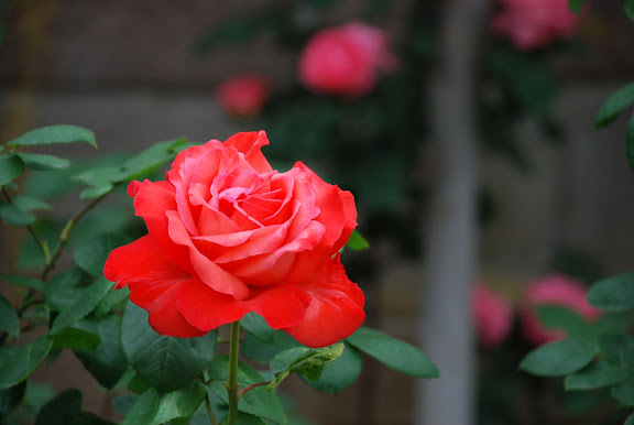 Qingdao - Rose