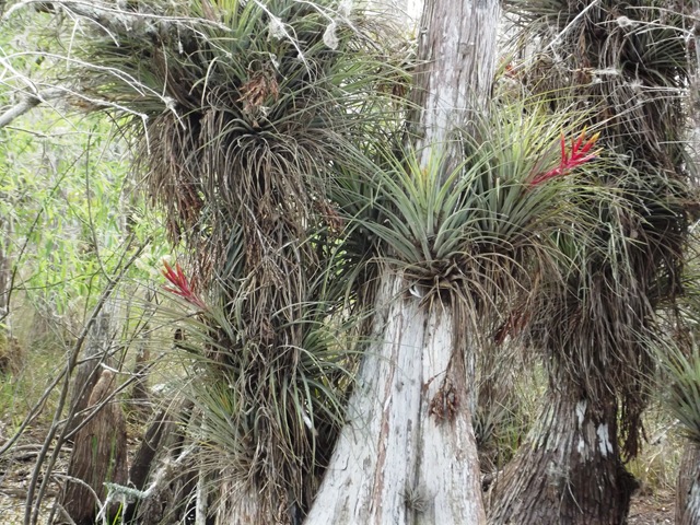 [Gator%2520Hook%2520Trail%2520004.jpg]
