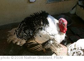 Thanksgiving Celebration 