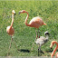 – Flamingo – Flamingo