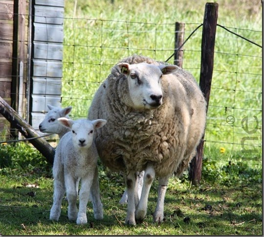 inbeeld inbeeld