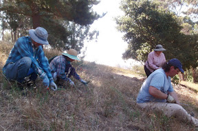 To years of painstaking removal of seedlings...