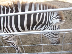 IMG_8690 IMG_8690