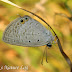 Lycaenidae%25252c%252520euchrysops%252520cnejus%25252c%252520gram%252520blue