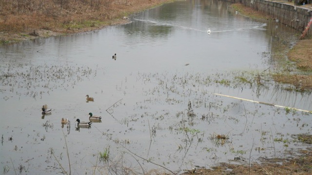 [Herecomestheswan.3.jpg]