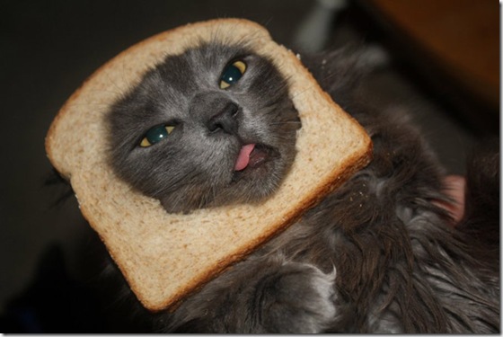 breaded-cats-01