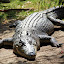 Big, Lazy, Male Estuary Crocodile - Port Douglas, Australia