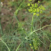 Dill_1.jpg