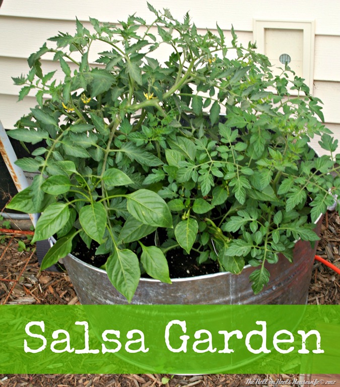 [salsa%2520garden%255B4%255D.jpg]