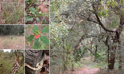 View Kristen's Autumn Walk - Backwoods