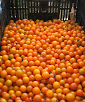 These tiny cherry gold tomatoes are sweet like candy.