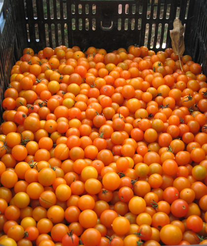 These tiny cherry gold tomatoes are sweet like candy.