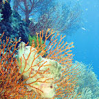 White/yellow leaffish (Menjangan, North Bali)