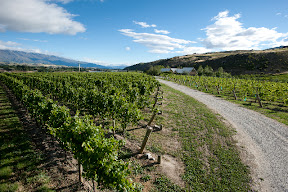 Pinot Noir vines on each side of the drive.