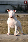 Coloroco ROCK SUPERSTAR 3 months