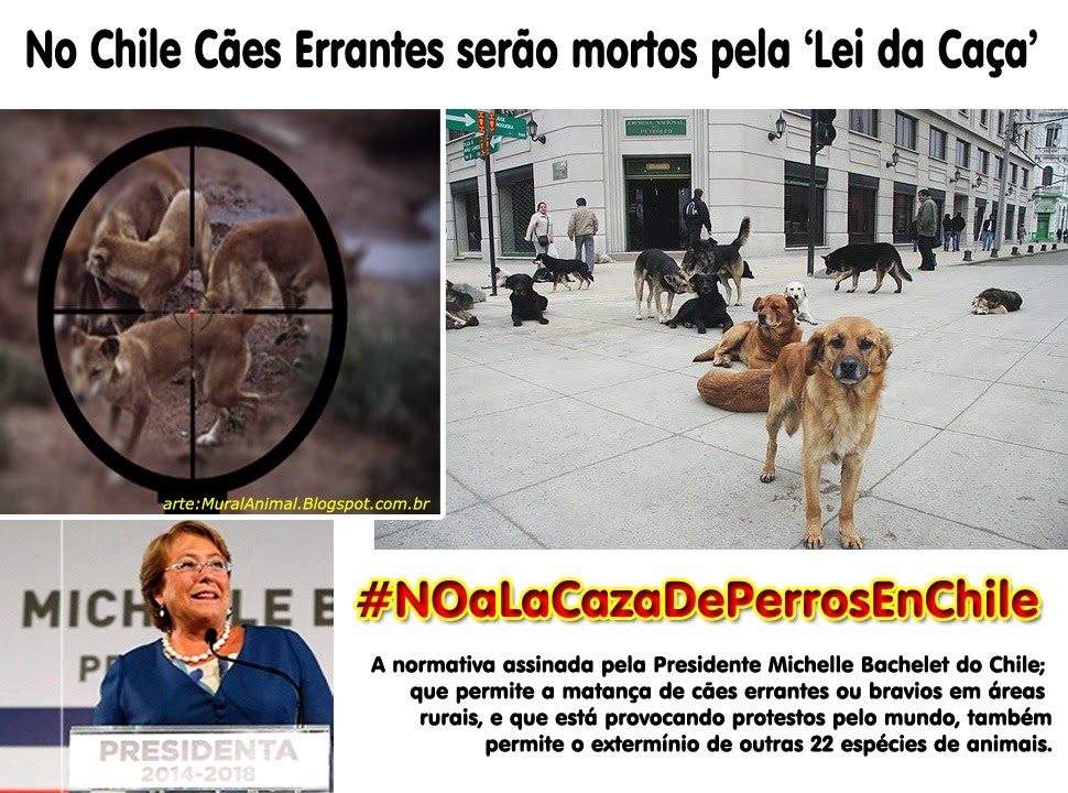 [lei-caca-chile2%255B3%255D.jpg]