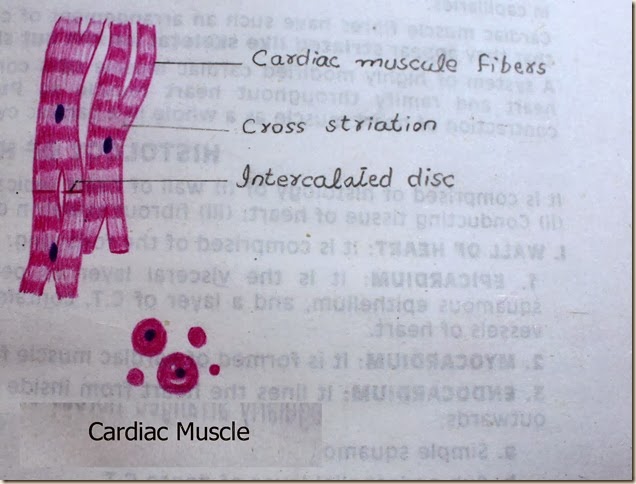 cardiac muscle high resolution histology diagram