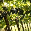 IMG_5515_vigna e uva 50x50.jpg