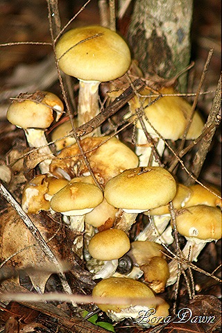 [CF_Toadstools%255B8%255D.jpg]