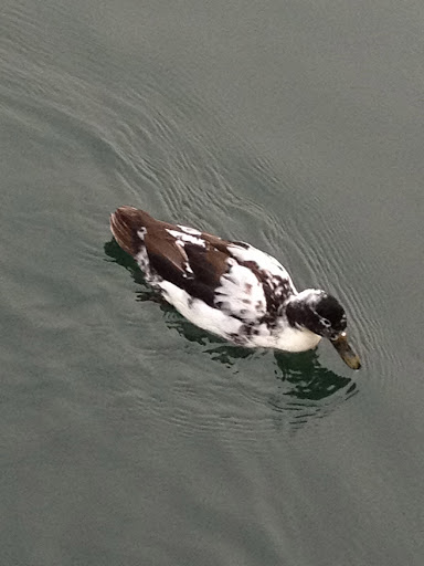 And another little duck swimming up to us on the River Rheine. They were disappointed we didn't bring any of those sweets to share.