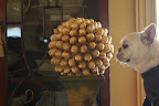 Why it's a grand gilded globe of walnuts!