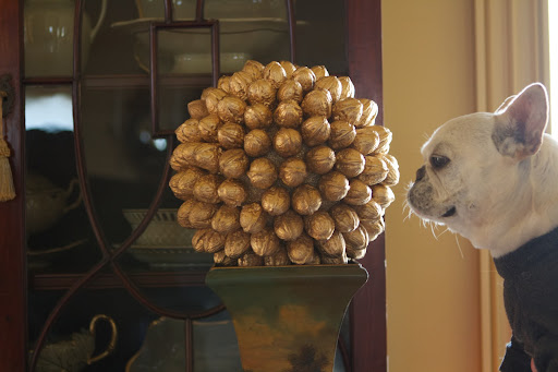Why it's a grand gilded globe of walnuts!