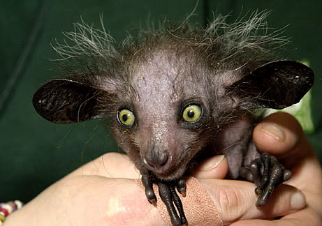 Show-102-Aye-Aye.jpg