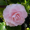 Flowers Pictures 038.jpg