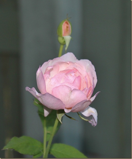 IMG_3851 IMG_3851