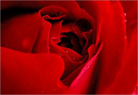 red roses-3