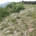 Lino delle fate