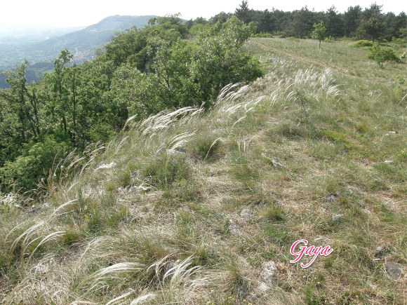 Spotting Image 1