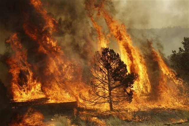 A forest burns during a backburn operation to fight the Wallow Fire in Nutrioso, Ariz., Friday, June 10, 2011. A massive wildfire in eastern Arizona that has claimed more than 30 homes and forced nearly than 10,000 people to evacuate is likely to spread into New Mexico soon, threatening more towns and possibly endangering two major power lines that bring electricity from Arizona to West Texas. Marcio Jose Sanchez / AP Photo