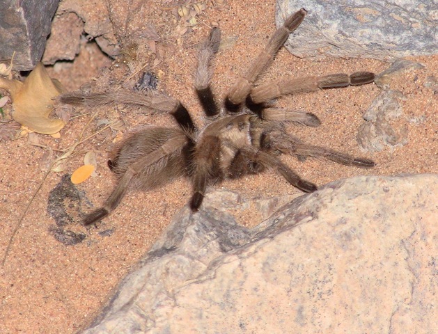 [shelob2.jpg]
