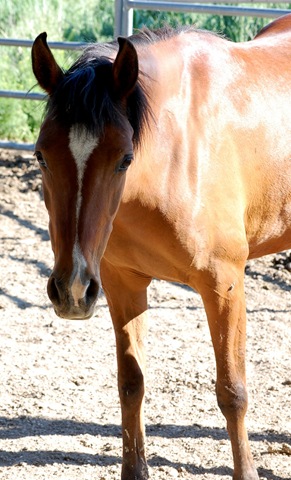 [horses2011322.jpg]