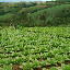Heading back down through the tabacco field.
