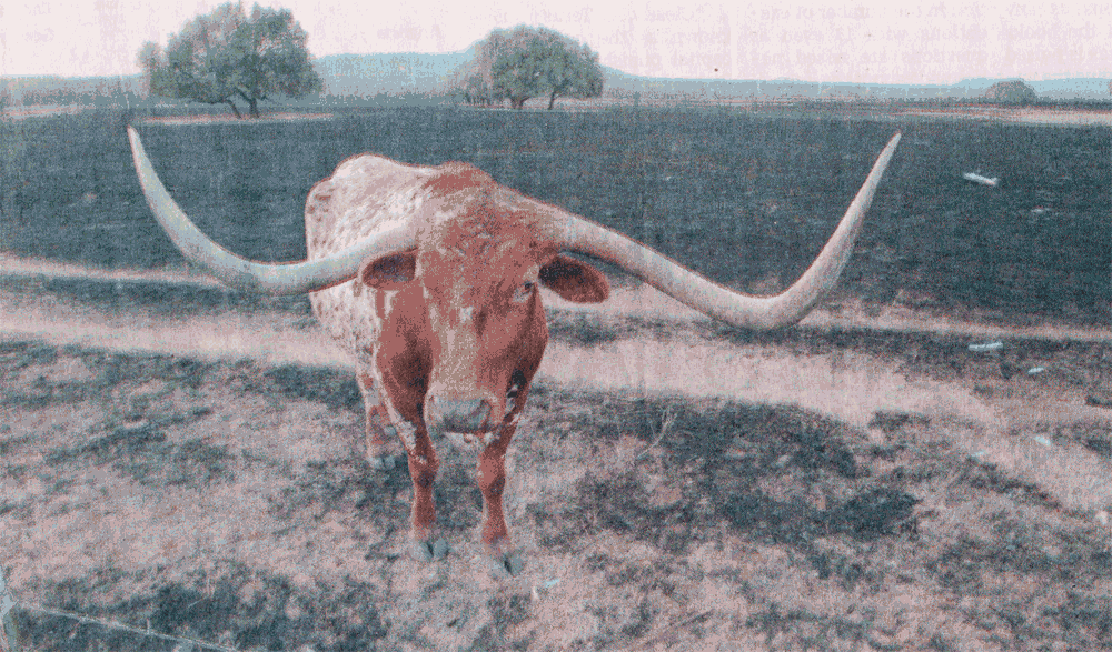 [Longhorn%255B3%255D.gif]