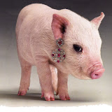 porquinhavogue02.jpg