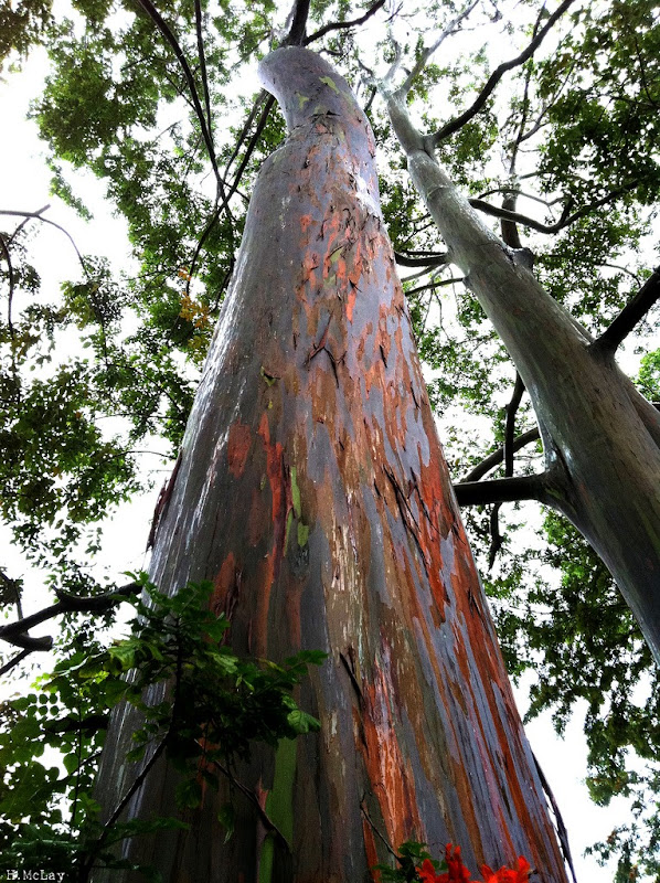 شجرة قوس قزح أكثر الاشجار الوانا (بالصور )*** Rainbow-eucalyptus-7%25255B3%25255D